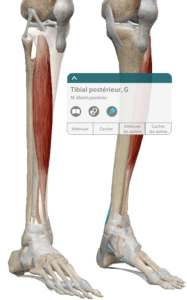 tibial anterieur muscle osteopathe guillaume busnel vallauris