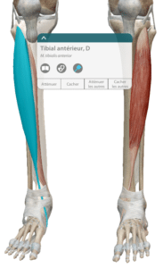 Tibial anterieur muscle